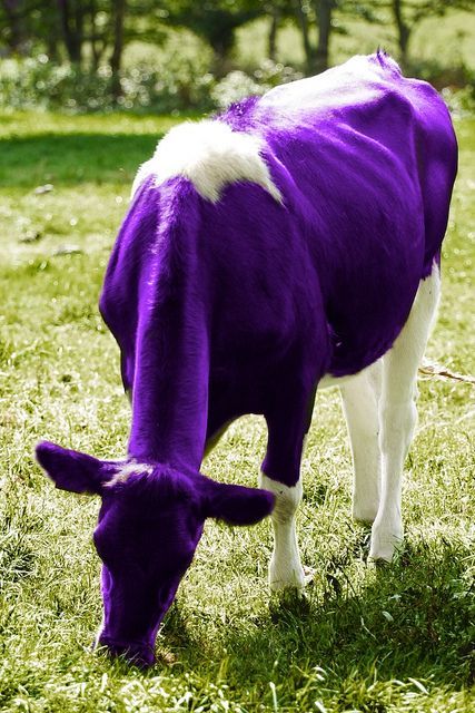 Purple Cow by miletbaker, via Flickr Purple Stuff, Purple Things, Purple Kitchen, Purple Animals, Purple Cow, Cheer Squad, Royal Colors, Purple Girls, Farm Scene