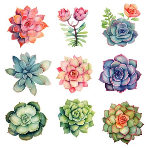 Succulent Art Drawing, Succulent Illustration, Succulents Watercolor, Succulent Watercolor, Succulents Illustration, Tropical Frames, Watercolor Succulents, Procreate Ipad Art, Succulent Art