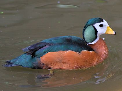 African Pygmy Goose Terrestrial Animals, African Birds, Bird Quilt, Uk Photos, African Wildlife, Bird Photo, Jolie Photo, Colorful Birds, Swans