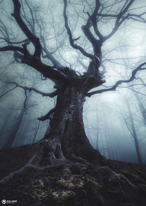 The Boogeyman, Old Tree, Witch Aesthetic, Dark Photography, Dark Forest, Landscape Photographers, Fantasy Landscape, Dark Fantasy Art, Featured Artist