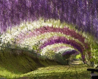 Wisteria Tunnel, Magical Trees, Hitachi Seaside Park, Flower Park, Wisteria Garden, Diy Tie Dye Designs, Wisteria Flowers, Puzzle Pictures, Cascading Flowers