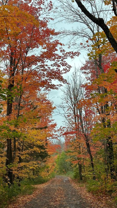 Save + add to your Midwest fall bucket list! 🍂 This past weekend I made it out to @wildcountrymapleproducts in Lutsen for the first time! … | Instagram First Time Driving, Midwest Fall, Minnesota Landscape, Minnesota Landscaping, Your Honor, Fall Bucket List, Cottage Core Aesthetic, Fun Treats, + Core + Aesthetic