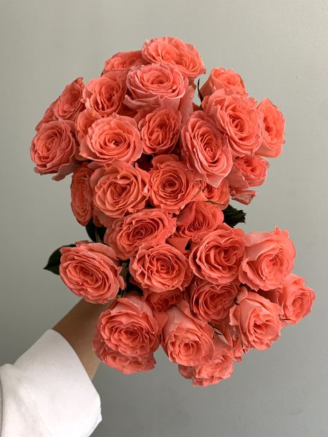 Coral Red Aesthetic, Coral Aesthetic, Rose Spray, Coral Roses, Rosa Coral, Coral Flower, Rose Varieties, Coral Rose, Rose Arrangements