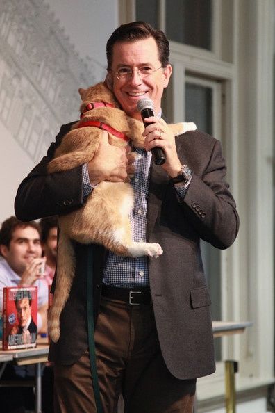 Stephen Colbert Steven Colbert, Celebrities With Cats, Men With Cats, Stephen Colbert, Great Cat, Cat People, Crazy Cat Lady, Beautiful Cats, Cat Photo