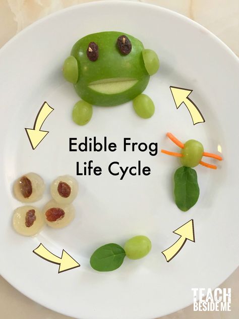 Teach the frog life cycle with this edible frog life cycle snack for kids!  It's all healthy, too! Perfect for frog preschool theme! via @karyntripp Frog Theme Preschool, Frogs Preschool, Frog Activities, Frog Life Cycle, Life Cycle Craft, Animal Life Cycles, Life Cycles Activities, Lifecycle Of A Frog, Snack For Kids