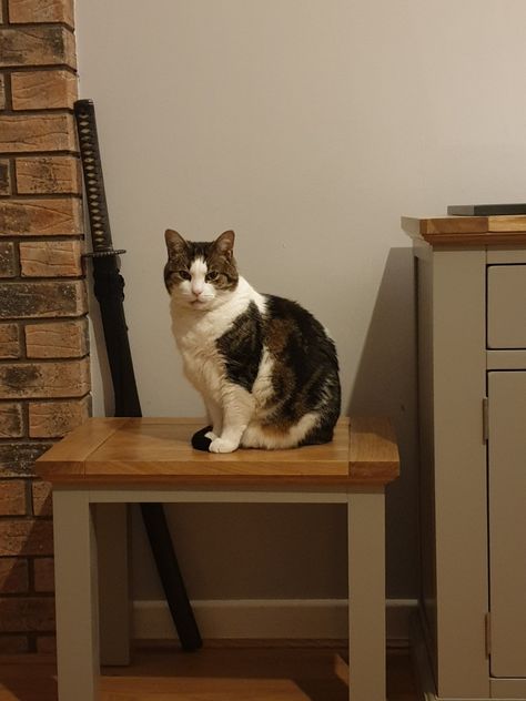 Table is as good a place as any to sit and pose 🤷‍♀️ Sitting With Cat Pose, Cat Posing, Cat Pose, Cat Sitting, Cat Pics, The Table, Animals, Furniture, Quick Saves