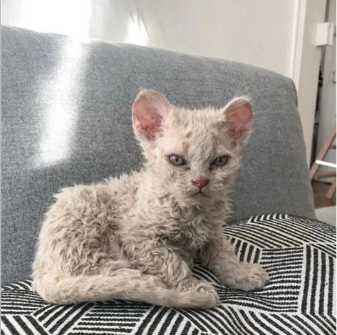 Selkirk Rex Kittens, Curly Cat, Pet Finder, Selkirk Rex, Devon Rex Cats, Dream's Cat, Rex Cat, Exotic Cats, Devon Rex