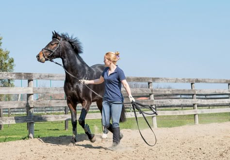 Breaking A Horse, Horse Groundwork, Autumn Horse, Horse Behavior, Retired Life, Amanda Williams, Horse Polo, Buy A Horse, Horse Breeding