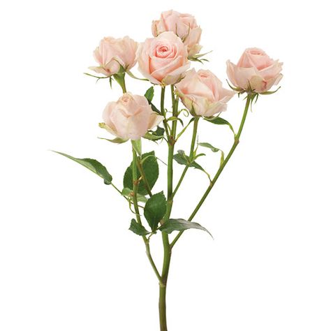 spray roses - Google Search Small Floral Arrangements, Attractive Background, Stem Flowers, Pink Ginger, Hypericum Berries, Lavender Spray, Flower Types, Mini Bouquet, Peony Rose