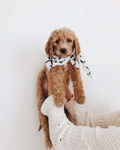 Cutee Animals, Dog Pics, 강아지 그림, Yorkshire Terrier Puppies, Cane Corso, Golden Retrievers, Cute Creatures, Cocker Spaniel, Goldendoodle