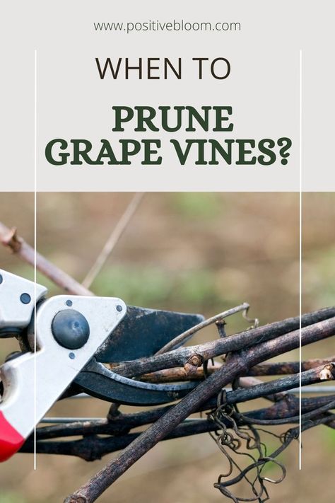 Read on to discover what is the best time to prune your grape vines, should you do it in fall and is it possible to trim them during their growing season. Grape Vine Pruning, Growing Fruit Trees, Gardening 101, Growing Fruit, Fruit Trees, Gardening Tips, Grape Vines, Vines, Grapes