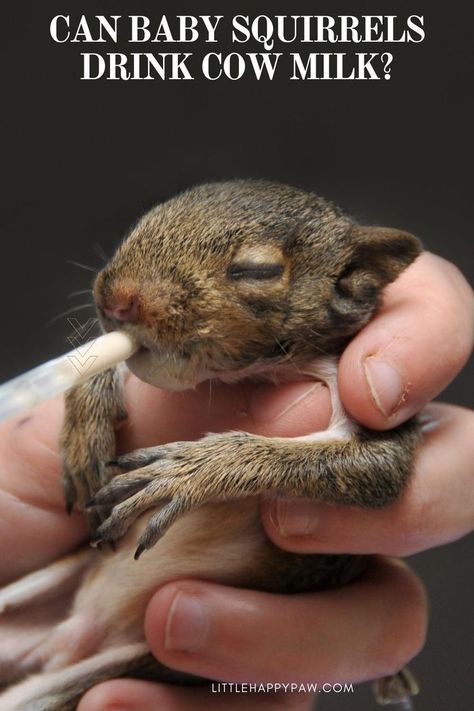 Can Baby Squirrels Drink Cow Milk Cow Milk, Baby Squirrel, Milk Cow, Baby Milk, Milk Cans, Animal Behavior, Bottle Feeding, Squirrels, Pet Health