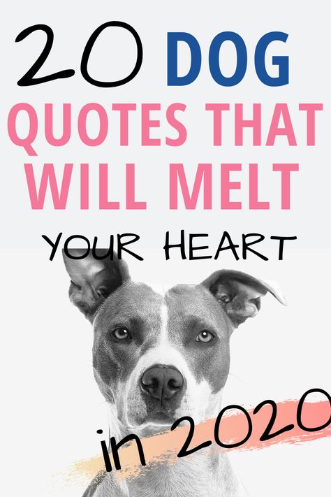 20 dog quotes that will melt your heart #dogquotes #quotes #dogquote Heart Melting Quotes, Best Dog Quotes, Dog Mom Quotes, Fb Quote, Dog Quotes Love, Dog Nutrition, Love Your Pet, Pet Day, Cat Quotes