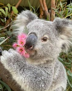 Koala Drawing, Cute Animal Tattoos, Cute Koala Bear, The Wombats, Best Buddies, Australia Animals, Baby Koala, Super Cute Animals, Australian Animals