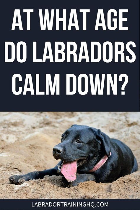 Lab Puppy Training, Charcoal Lab Puppies, Labrador Quotes, Labrador Puppy Training, New Puppy Checklist, Puppy Biting, Dog Health Tips, Dog Training Advice, Lab Puppy