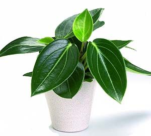 Cat Safe Plants, Plant Collection, Plant Care, Mother Nature, Patio Garden, Indoor Plants, Garden Plants, Soil, Teak