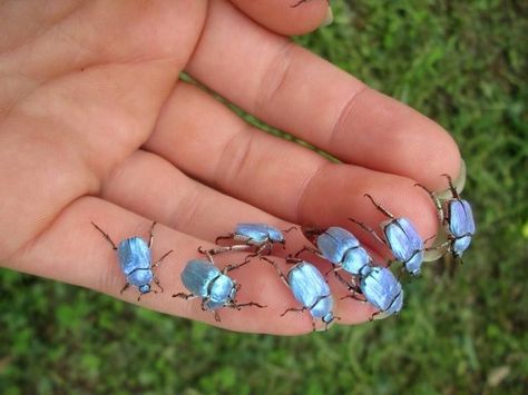 The iridescent Sky Blue Beetle (Hoplia coerulea) Regnul Animal, Cool Insects, Cool Bugs, Blue Beetle, Beautiful Bugs, Creepy Crawlies, Arthropods, Arachnids, Bugs And Insects