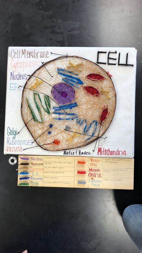 #science #cell #3dcellmodel #nailart #biology Creative Cell Model Project, Animal Cell Model Project, Cell Model Project, Science Exhibition Projects, Human Cell, Science Exhibition, Cell Model, Animal Cell, Biology Lessons