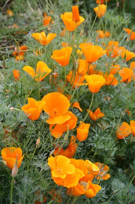 california poppy Ca Poppy, Seed Drill, California Poppies, Silver Falls, Making A Bouquet, Purple Garden, Victorian Flowers, Orange Poppy, Seed Company