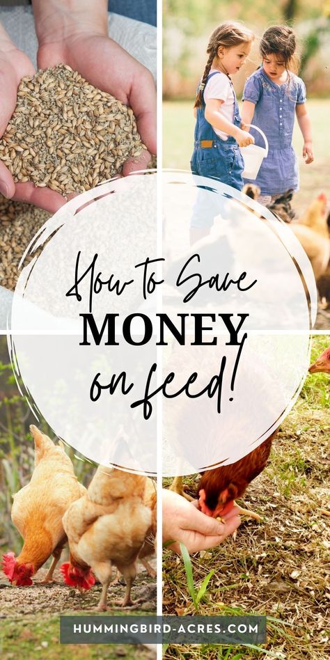 Are you looking for ways to save money on chicken feed? If so, then you are in the right place! In this article, we will discuss some of the most effective strategies and tips for reducing your costs when it comes to chicken feed, so that you can make sure your poultry is getting the nutrition they need without breaking the bank. From evaluating the different types of feed available to scouting out the best prices, you can learn how to save money on chicken feed without sacrificing quality! How To Feed Chickens, How To Make Your Own Chicken Feed, Best Chicken Feed For Layers, Chicken Feed Additives, Chicken Feed Recipe, Herbs To Add To Chicken Feed, Mix Your Own Chicken Feed, Feed Chickens, Molting Chickens