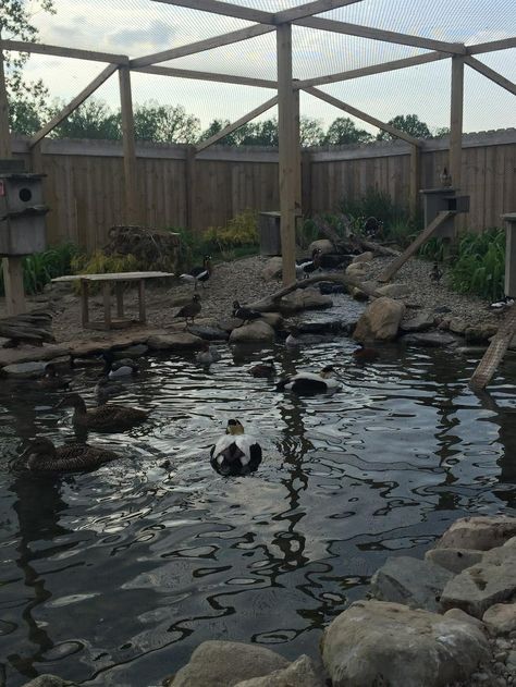 Duck Enclosure With Pond, Duck Enclosure Ideas With Pond, Goose Enclosure, Backyard Aviary, Duck Enclosure Ideas, Duck Aviary, Duck Enclosure, Duck Pens, Pekin Duck