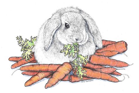 Carrot Drawing, Eating Carrots, Rabbit Drawing, Rabbit Eating, Ink Pen Drawings, Colored Pencil, Pencil Sketch, Cute Bunny, Ink Drawing