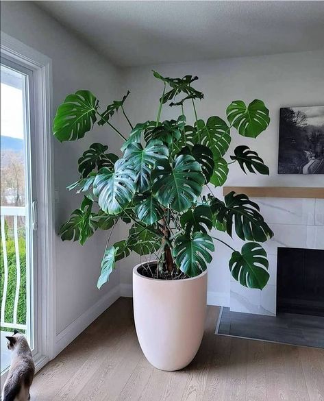 Office Plants no Instagram: “Gorgeous Monstera. I'm speechless 🌱🌿💚😍 - 📷Credit: @2plantgirls - #officeplants #officeideas #indoorplants #plantsofinstagram #plantlover…” Monstera Plant Care, Inside Plants, Indoor Gardens, Plant Decor Indoor, Houseplants Indoor, Office Plants, Monstera Plant, House Plants Decor, Monstera Deliciosa