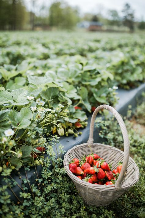 Strawberry Garden Aesthetic, Strawberry Field Aesthetic, Fruit Garden Aesthetic, Strawberry Fields Aesthetic, Strawberries Aesthetic, Pick Strawberries, Garden Board, Fruit Farm, Strawberry Field