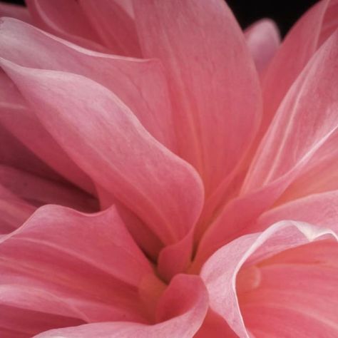 Victor Griffin on Instagram: "Petal Perfection . . . . . . #naturalartoflife . . . . . . #dahliaseason #dahlia #pink #artofnature #naturalartofnature #petals #petal_perfection #closeup #flower_macro #flower_photo #flowerpower #artisticphotography #insta_nature #floral_perfection #leica_photos #photography.makes.us.happy" Dahlia Pink, Pink Collage, Macro Flower, Abstract Floral Paintings, Flower Landscape, Pink Petals, October 10, Artistic Photography, Art Portfolio