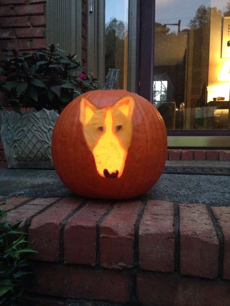 Bull Terrier Pumpkin Dog Jackolantern Ideas, Horse Jack O Lantern Ideas, Pumpkin Carving French Bulldog, Dog Pumkin Carvings, Bulldog Pumpkin, Bull Terrier, Pumpkin Carving, Carving, Halloween