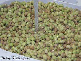 Hickery Holler Farm: Canning Field Peas Zipper Peas Recipe, Canning Peas, Crowder Peas, Field Peas, Canning Salt, Freezing Vegetables, Pressure Canning Recipes, Creamed Peas, Home Canning Recipes