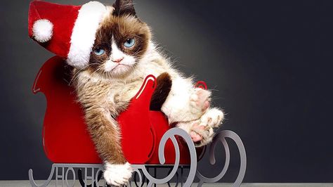 Grumpy Cat Christmas, Holiday Facts, Movies 2014, Christmas Memes, Cat Watch, Cat Talk, Merry Christmas Greetings, Movie Wallpapers, Unique Cats