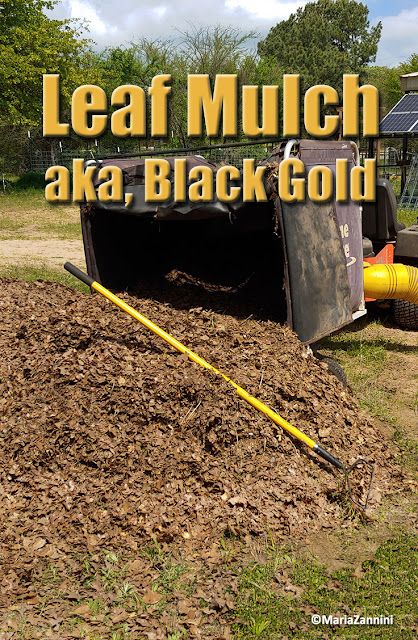 Maria Zannini blogspot: Leaf Mulch, aka Black Gold Best Mulch For Vegetable Garden, Diy Mulch, Loam Soil, Leaf Compost, Homestead Garden Layout, Autumn Gardening, Homemade Moonshine, Start Composting, Leaf Mulch