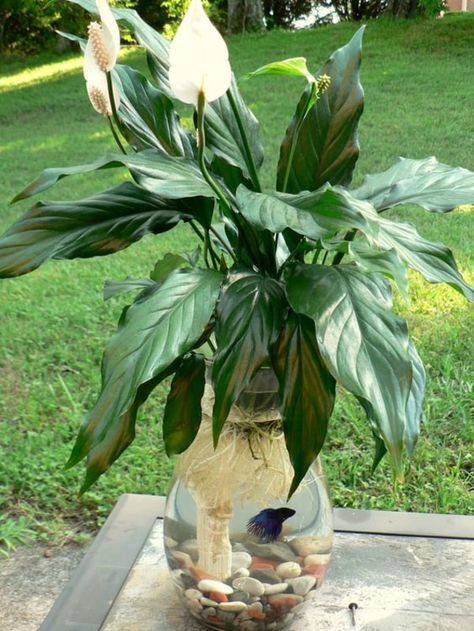 How to Grow a Lily to Add a Little ‘Wow’ Factor in Your Fish Bowl – SheKnows Tanaman Air, Taman Air, Easy House Plants, Indoor Water Garden, Air Purifying House Plants, Betta Fish Tank, Beta Fish, Air Purifying Plants, Air Purifying