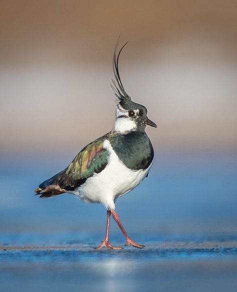 Juha Murtoniemi on Instagram: “Arrogant ☀️☀️ Lapwing, Finland/ Töyhtöhyyppä  #nature_brilliance #natureprimeshot #birdsofinstagram #your_best_birds #kings_birds…” Uk Birds, Scottish Wildlife, Easter Wall Art, Bird Facts, Wildlife Biologist, British Birds, British Wildlife, Nature Birds, Bird Photo