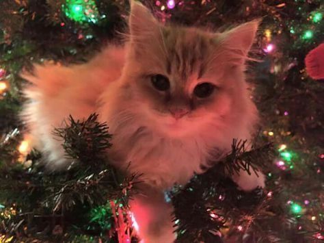 Cute Christmas Cat Pfp, Cat Safe Christmas Tree, Cats In Christmas Trees, Christmas Cat Pfp, Christmas Profile Pictures, Images Of Cats, Christmas Kitty, Christmas Dreaming, Cat Christmas Tree