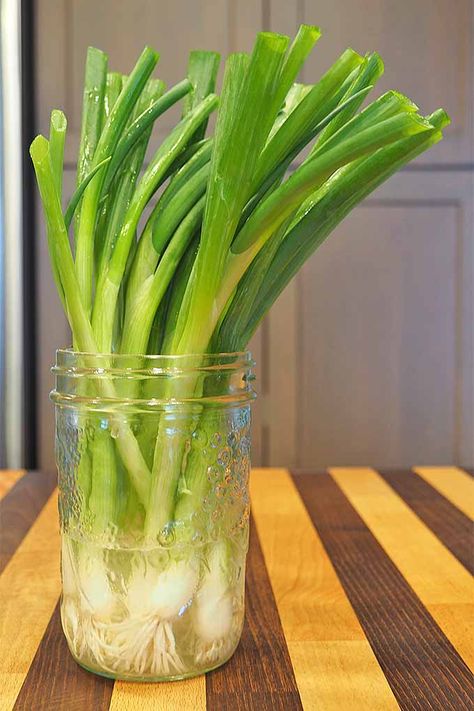 How to Select, Store, Prep, and Chop Scallions | Foodal Store Green Onions, Scallion Recipes, Scallions Recipes, Pretty Presentation, Compound Butters, Cooking Onions, Compound Butter, Roasted Meat, How To Store