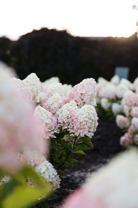 I’m a Hydrangea Living Little Blossom®, a very compact hydrangea with very dark green leaves. My white flowers gradually turn to soft pink over time. 

#hydrangea #hydrangeapaniculata #hortensia #plant #plants #livingcreations #whitehydrangea #wittehortensia #easytomaintain #garden #gardendesign #gardenplants #hortensia #hortensien #hortensie #hydrangea Hydrangea Photography, Very Dark Green, Dark Green Leaves, Hydrangea Paniculata, Elements Of Nature, Kinds Of Colors, White Hydrangea, Green Space, Garden Inspiration