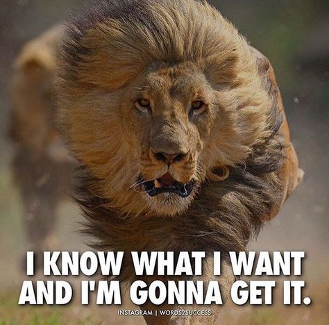 I'm coming for everything I deserve😼👌 DOUBLE TAP & TAG FRIENDS!! Lion Quotes, Warrior Quotes, Sports Quotes, Short Inspirational Quotes, Badass Quotes, Motivational Quotes For Success, A Lion, Intp, Daily Inspiration Quotes