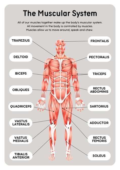 Muscles In The Body Anatomy, Muscle Function Anatomy, Anatomy And Physiology Muscles, Muscle System Anatomy, Anatomy Muscles Study, Muscoskeletal System, Muscular System Drawing, Muscular System Notes, Muscle Anatomy Study