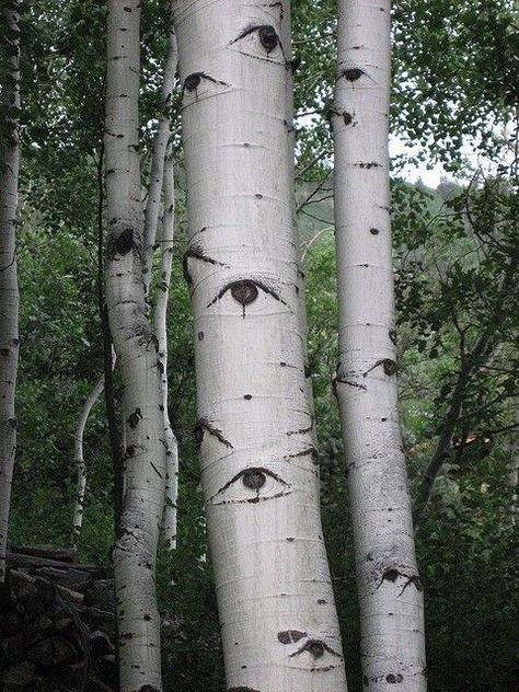 Trees With Eyes, Green Eye, Nature Life, Aspen Trees, Arte Inspo, Land Art, Dragon Age, Nature Aesthetic, Art Plastique