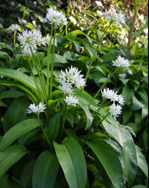 Wild Garlic Plant, Woodland Tattoo, Allium Ursinum, Garlic Flower, Plants Uk, Sacred Plant, Plants Ideas, British Garden, Wild Garlic