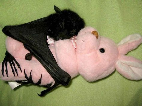 Fruit Bat, Baby Bats, Hello Kitty Clothes, Hello Kitty Aesthetic, Cute Bat, Pretty Animals, Silly Animals, Coven, Cute Little Animals