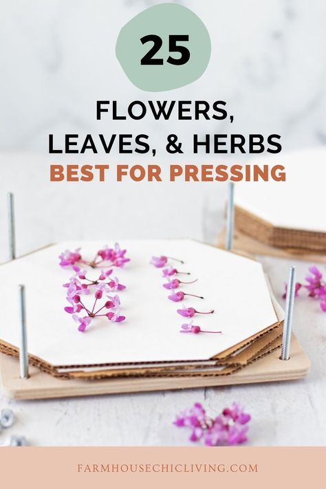 What flowers are best for pressing? Start with this list of the 25 best leaves, herbs, and flowers for pressing. Flower Pressing Aesthetic, Best Way To Press Flowers, Watercolor And Pressed Flowers, Best Flowers For Pressing, Pressing Large Flowers, Best Flowers To Press, What To Do With Pressed Flowers, Leaf And Flower Pressing, Plant Pressing