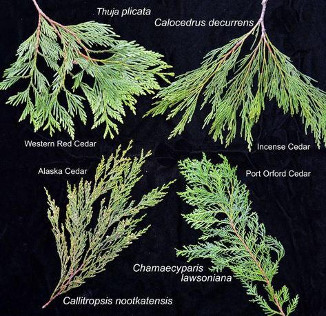 Four "cedars" native to Oregon | Landscape Plants | Oregon State University Port Orford Cedar, Thuja Plicata, Oregon Landscape, Pumpkin Varieties, Tree Bed, Landscape Plants, Salem Oregon, Oregon State University, White Cedar