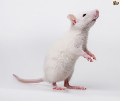 rat standing - Google Search | wand | Pinterest | Rats, Google ... Rat Standing Up, Mouse Standing Up, Rat Reference Photo, Rat Reference, Rat Picture, Rat Standing, Animal Dictionary, Mouse Standing, Rat Look