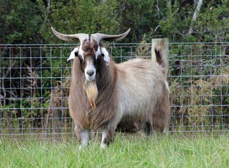 kiko goat Kiko Goats, Goats For Sale, Goat Picture, Goat Kidding, Boer Goats, Pygmy Goat, Natural Farming, Dairy Goats, A Goat