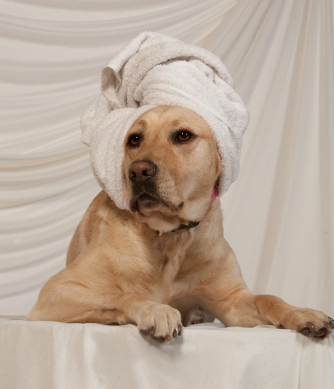 Spa day! Dog Spa, Pampered Pets, Dog Wash, Dog Things, Vision Board Ideas, Spa Day, Happiness Is, Proud To Be, Dog Love