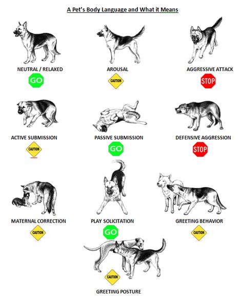 Dog Body Language Chart, Dog Body Language Signs, Dog Commands Training Hand Signals, Dogs Body Language, Puppy Training Guide, Dog Emotions, Dog Space, Dog Body Language, Dog Language