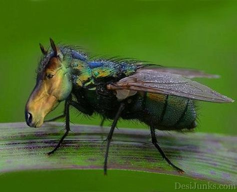 horsefly! Animal Mashups, Photoshopped Animals, Funny Horse Pictures, Wild Animals Photography, Funny Horse, Rare Animals, Mystical Creatures, Horse Pictures, Weird Animals